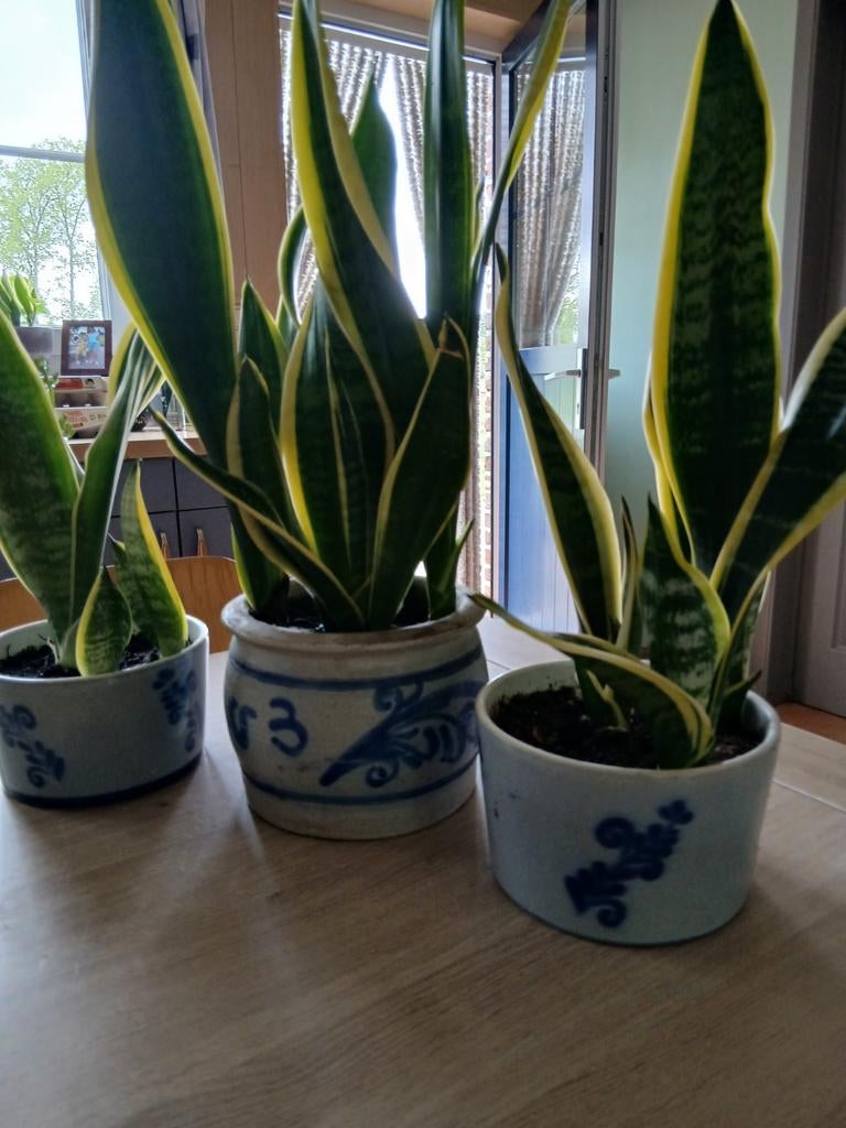 Sanseveria 3 stuks 30 €, Ophalen