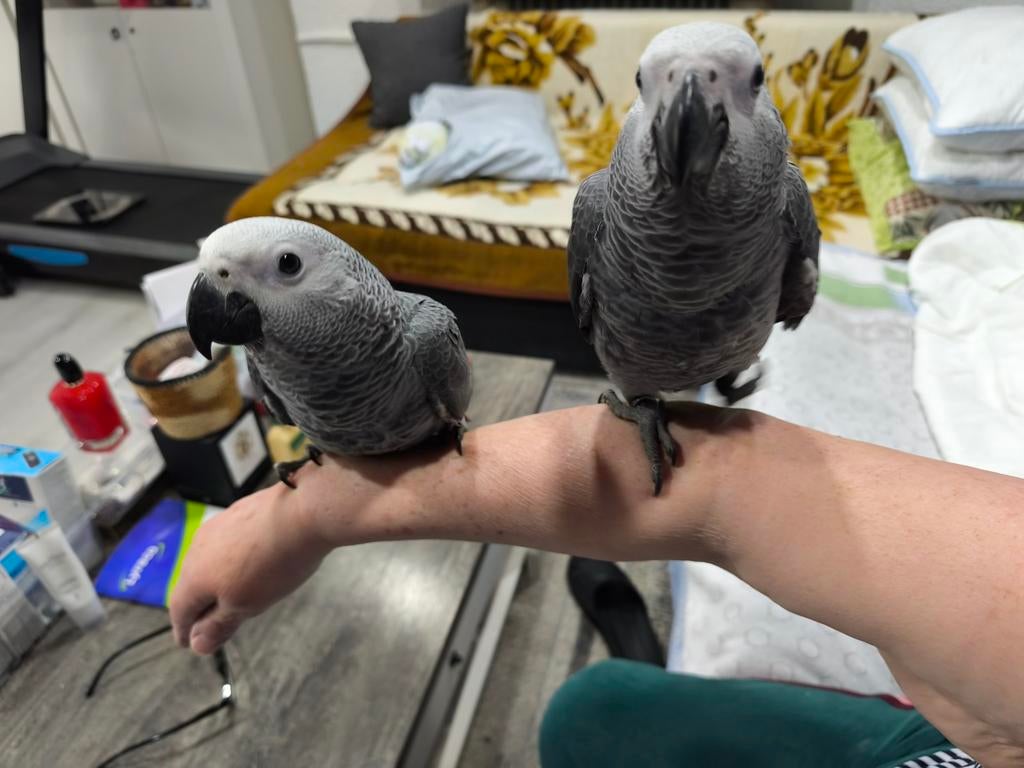 Gris de Gabon élevés à la main