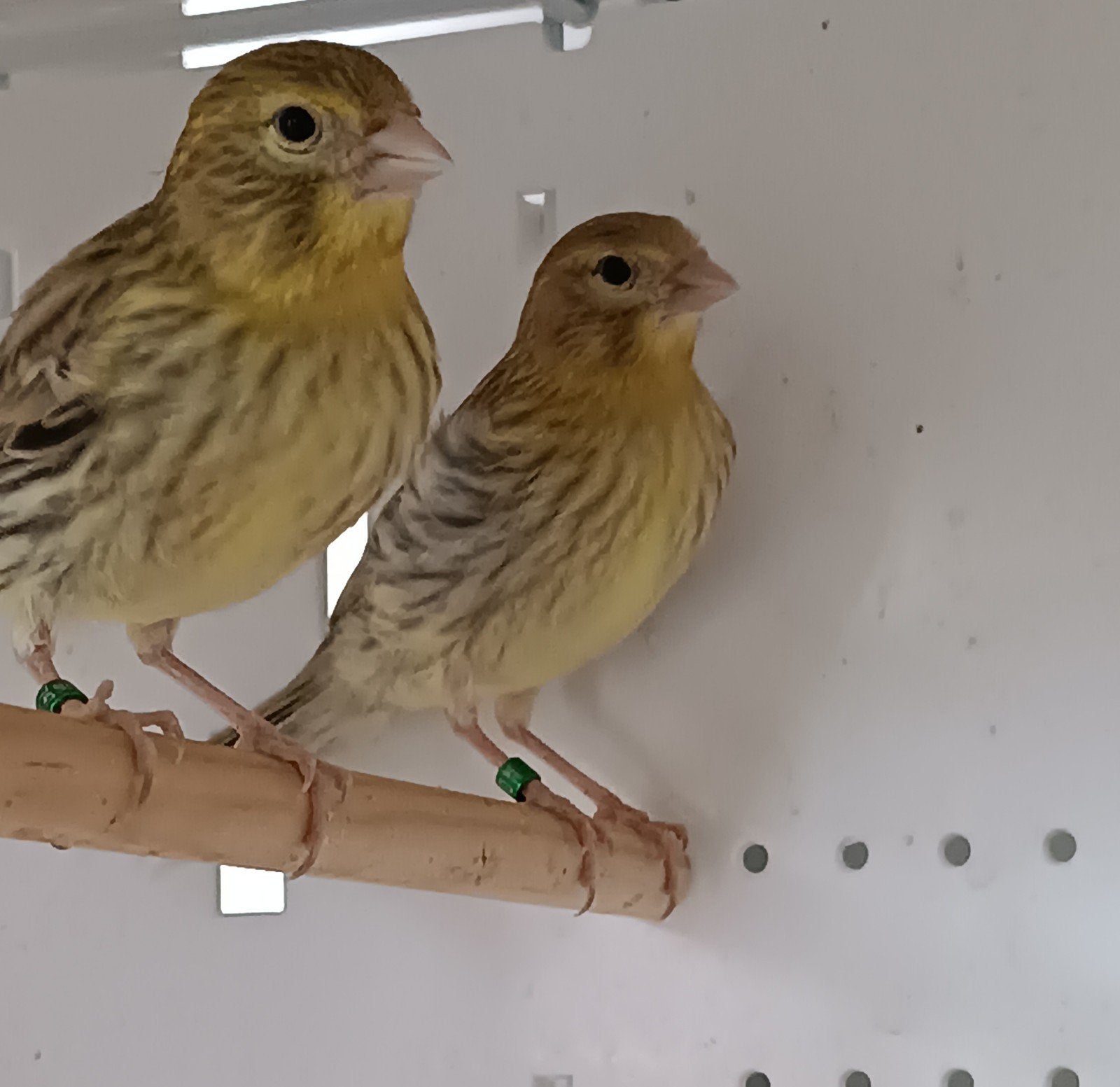 Kanaries, Dieren en Toebehoren