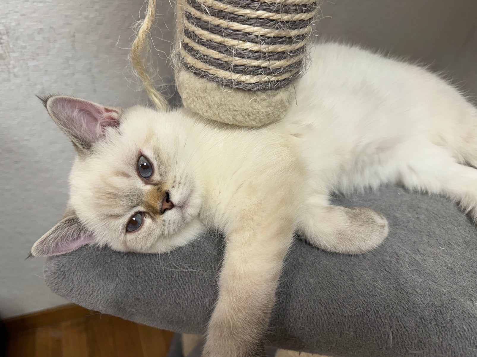 kittens Britse korthaar, Dieren en Toebehoren, Katten en Kittens | Raskatten | Korthaar, Kater, Gechipt, 0 tot 2 jaar