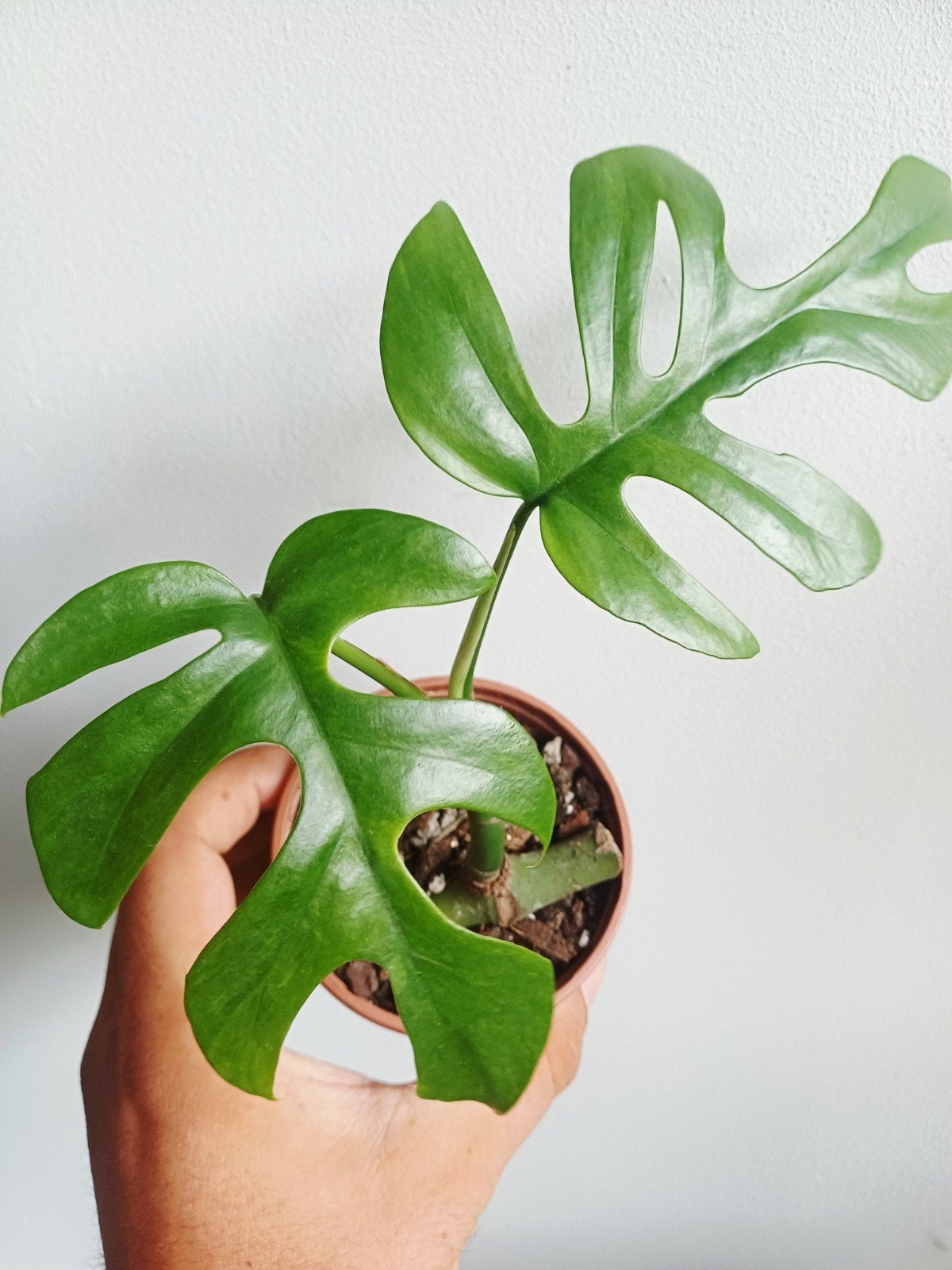 Rhaphidophora Tetrasperma Mint variegata, Overige soorten, In pot, Minder dan 100 cm, Groene kamerplant