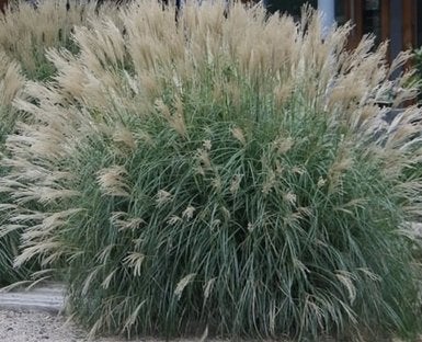 Miscanthus sinensis 'Yakushima Dwarf', Tuin en Terras, Planten | Tuinplanten, Ophalen, Volle zon, Vaste plant, Siergrassen