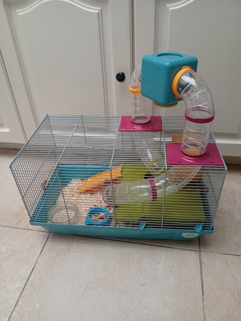 Hamster kooi compleet met 2 dwerghamsters, Dieren en Toebehoren, Hamster, Mei, Meerdere dieren, Tam