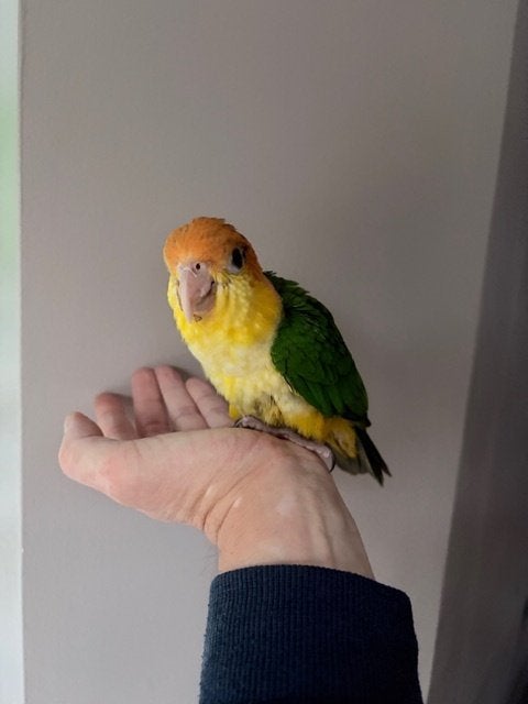 Roestkop caique tam, Dieren en Toebehoren, Geslacht onbekend, Papegaai, Tam