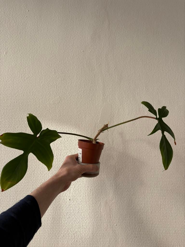 Philodendron florida beauty, Huis en Inrichting, Kamerplanten, Ophalen