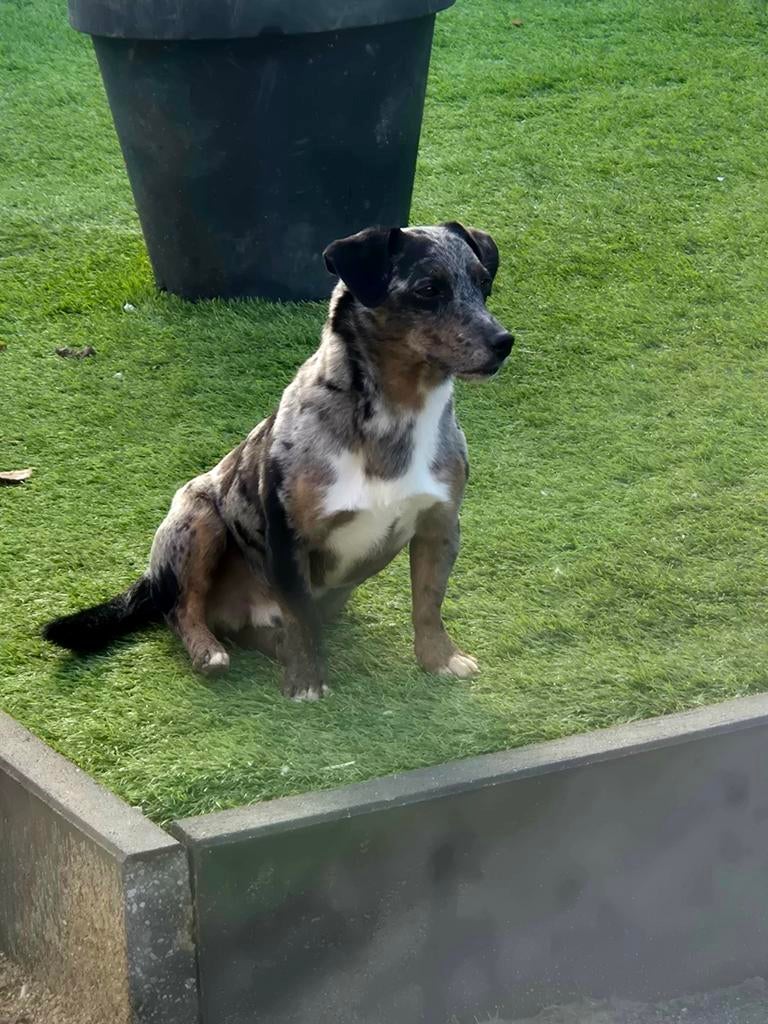 Lieve mooie dekreu Odin !!!Niet te koop!!!, België, Particulier, Jack Russell Terriër, Reu