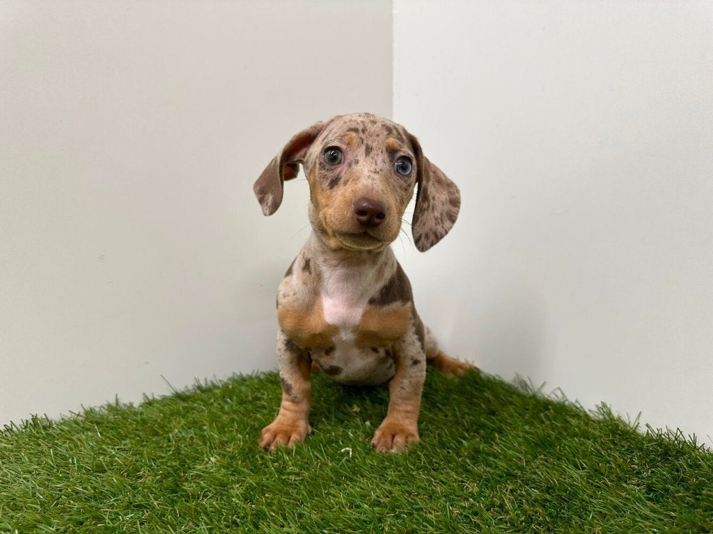 Gladharige Dwergteckel pups, België, 8 tot 15 weken, Korthaar, Dwerg