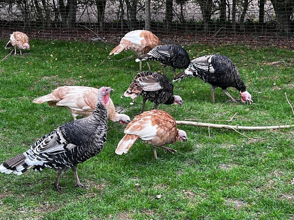 Kalkoenen van Ronquiere, Dieren en Toebehoren, Pluimvee, Meerdere dieren, Kalkoen