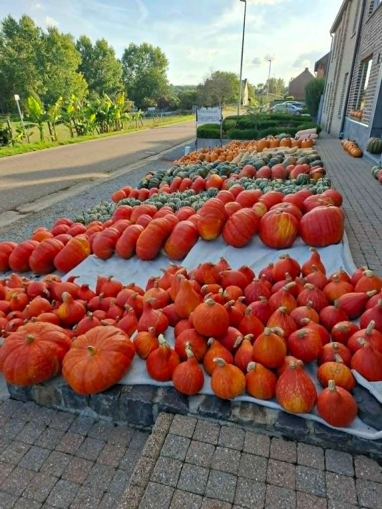 Pompoenen te koop, Ophalen