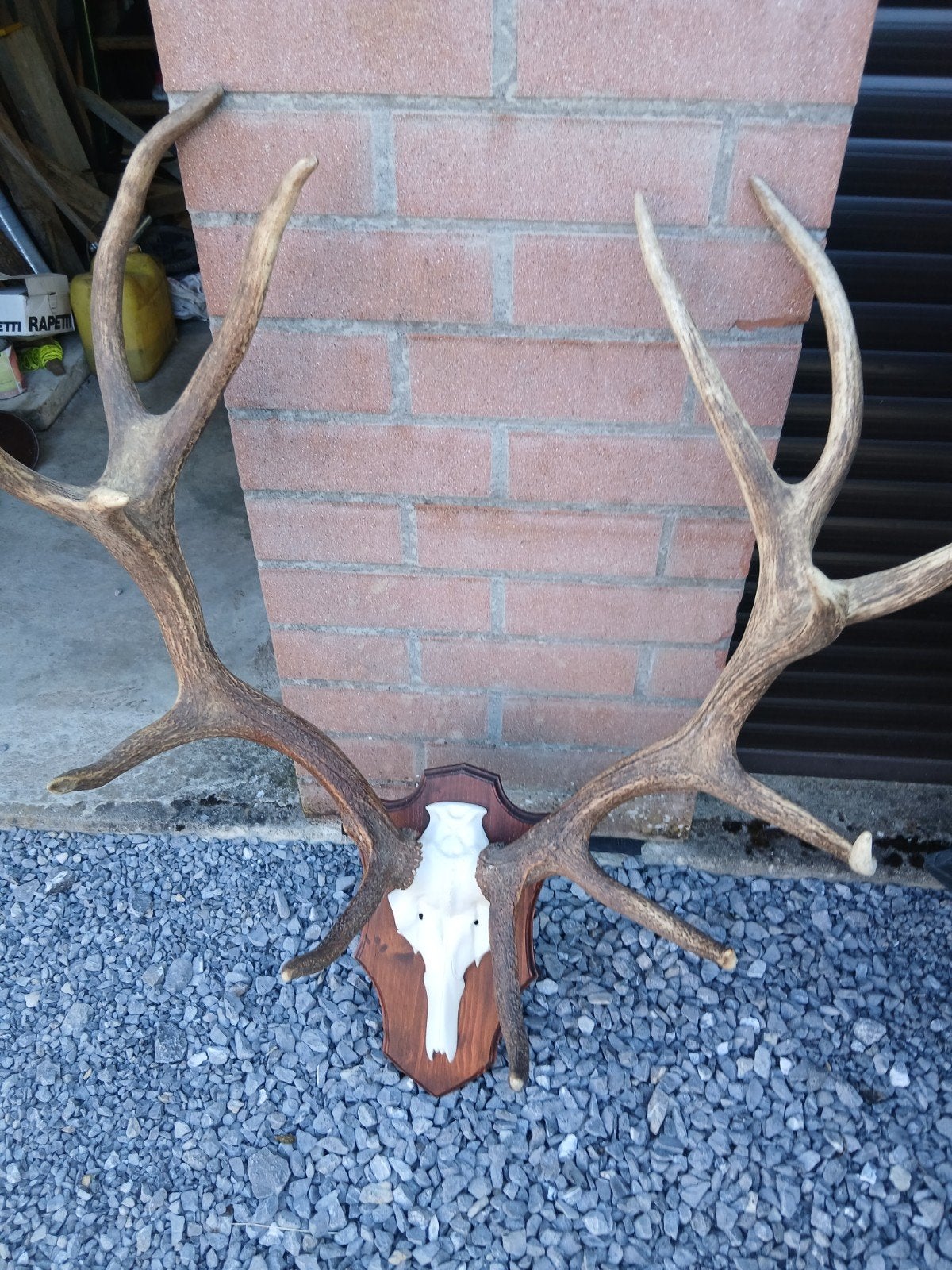 bois de cerf, Antiquités & Art, Enlèvement