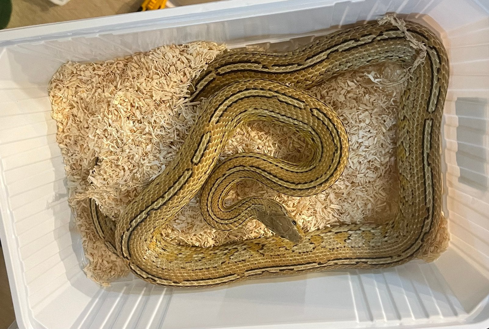 Guttatus caramel tessera het palmetto man, Dieren en Toebehoren, Reptielen en Amfibieën, Slang, Tam, 3 tot 6 jaar
