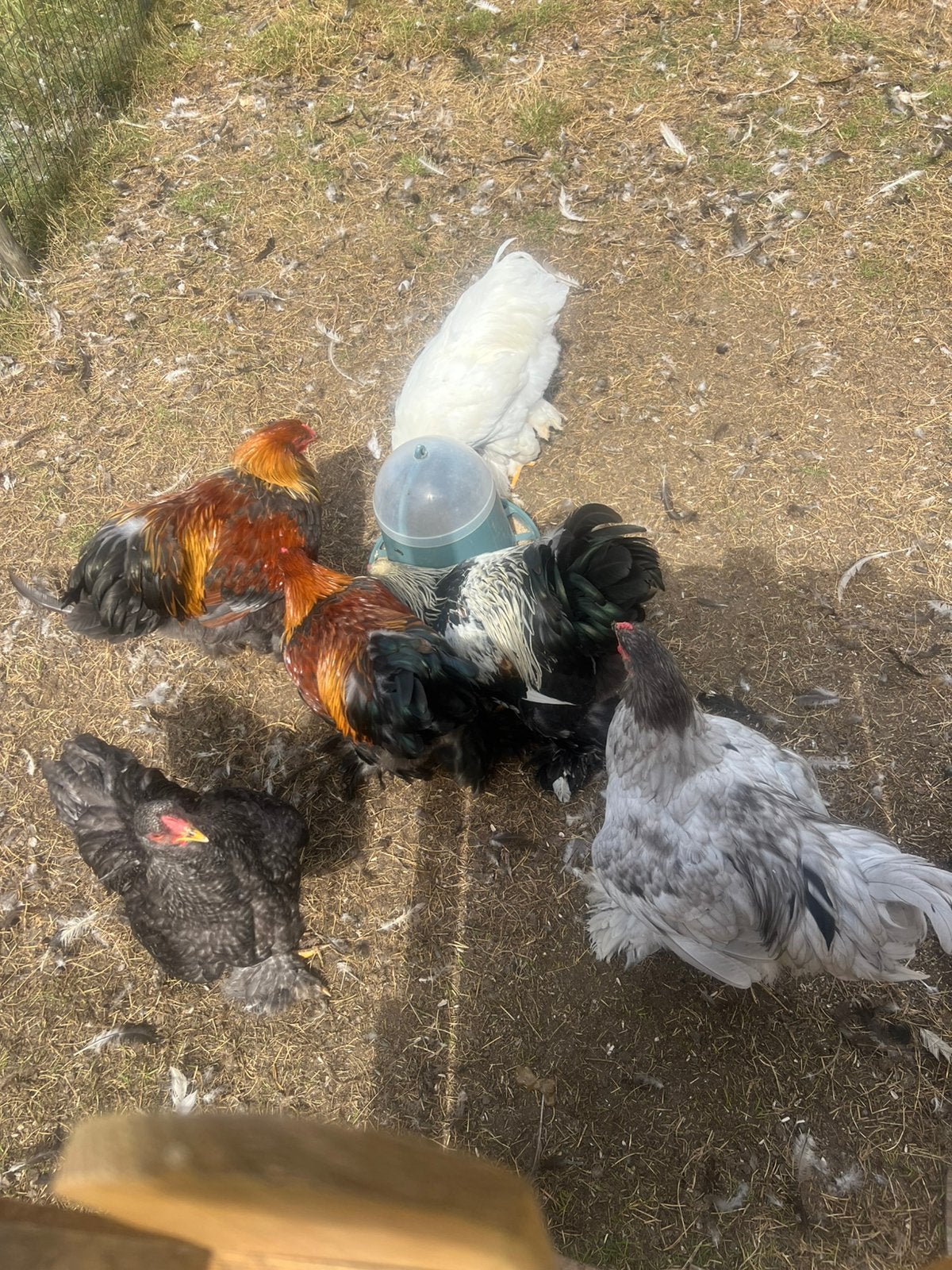 Laatste brahma hanen in verschillende kleurslagen, Mâle, Poule ou poulet
