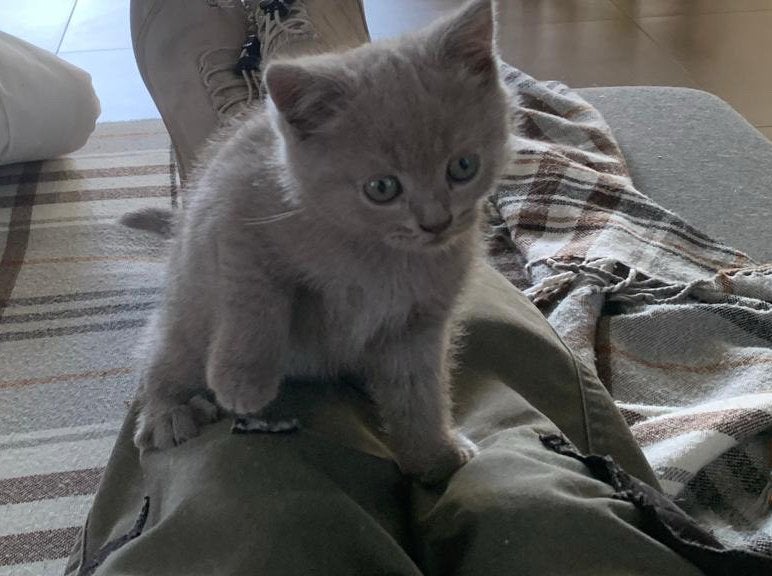 Chaton British Shorthair Lilac avec pedigree, Animaux & Accessoires, Chat, Avec pedigree, 0 à 2 ans