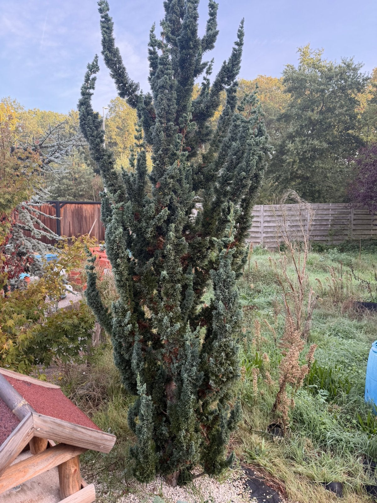 Chamaecyparis lawsoniana 'Wissel's Saguaro', Ophalen