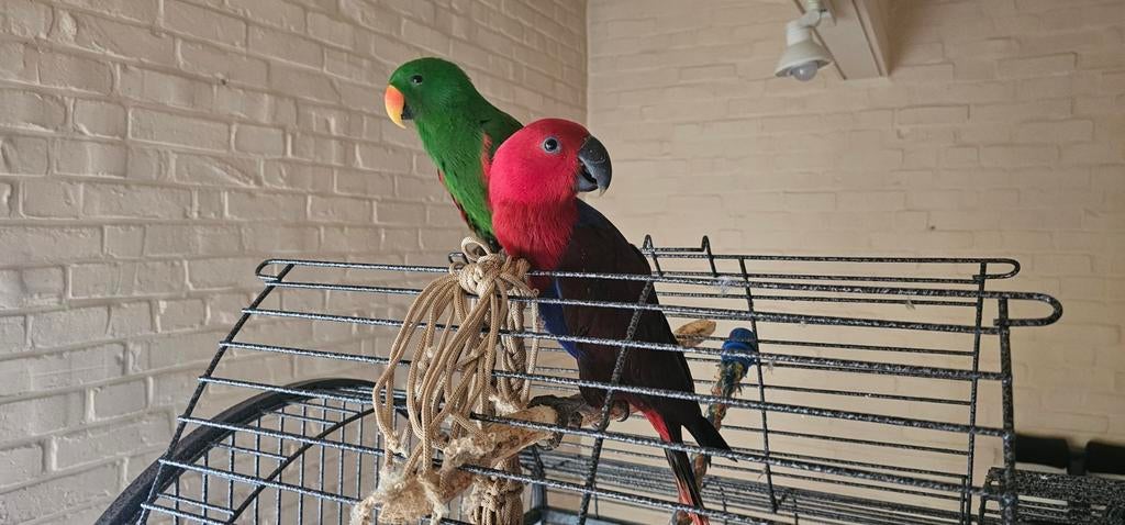 Te koop, Dieren en Toebehoren, Geringd