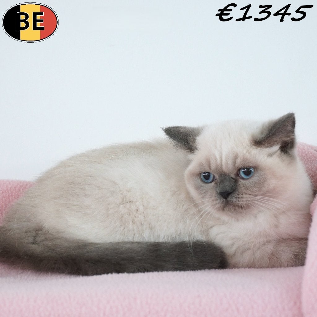British Shorthair (Colorpoint) chatons à vendre, Animaux & Accessoires, Plusieurs animaux, Avec puce électronique, 0 à 2 ans