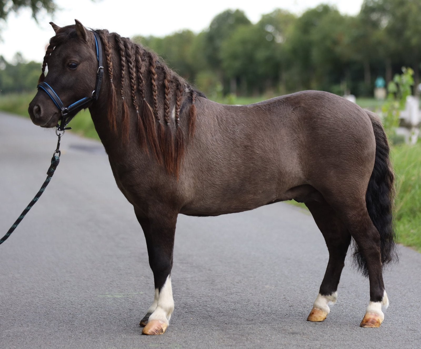 knappe pony, Dieren en Toebehoren, Ruin, Onbeleerd