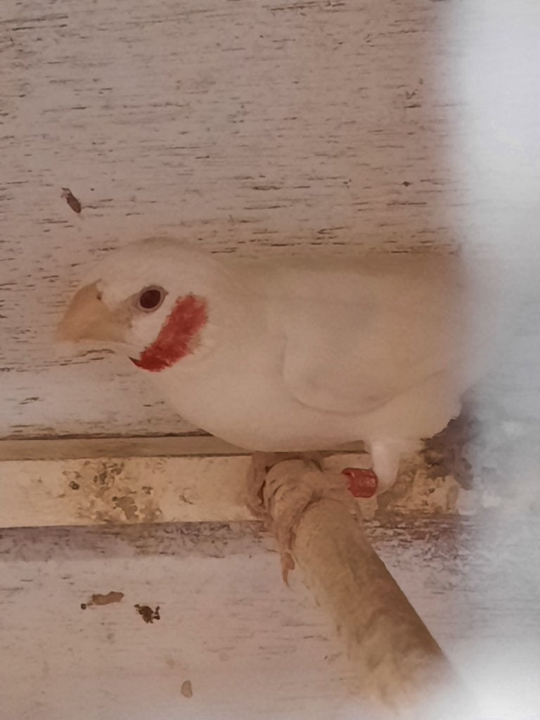 Bandvink, Meerdere dieren, Tropenvogel, Geringd