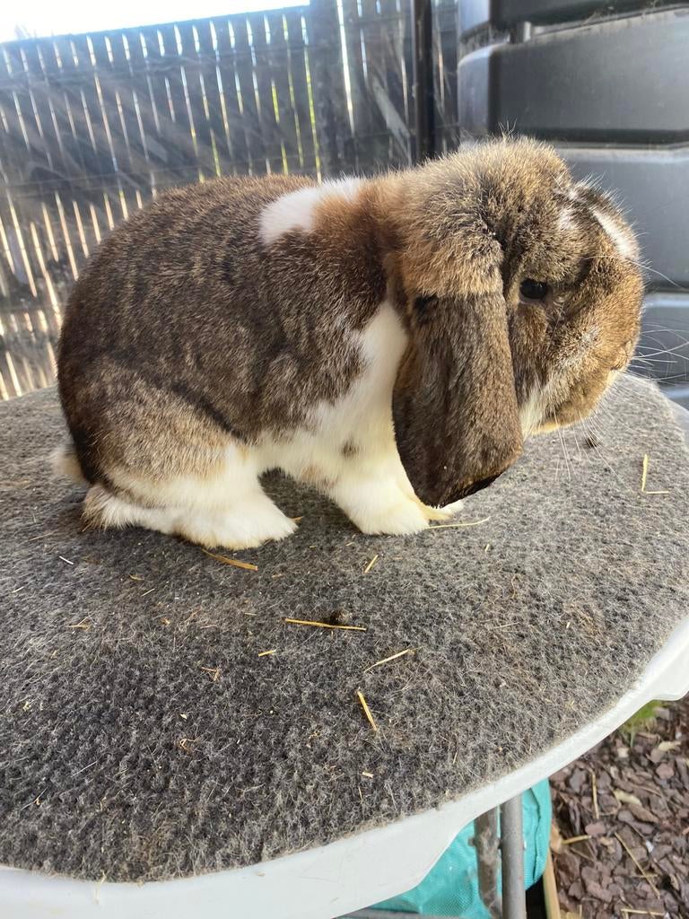 Duitse hangoor konijn, Dieren en Toebehoren, Hangoor