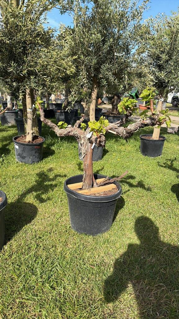 ‼️prachtige druivelaars rechtstreekse import spanje ‼️, Ophalen