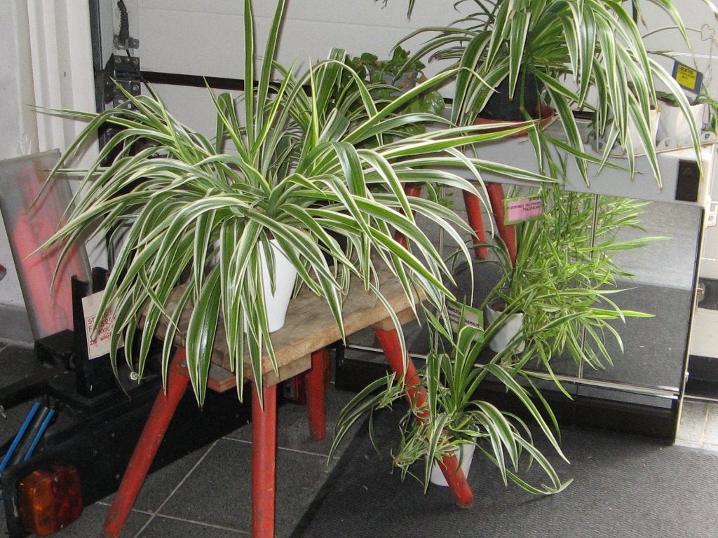 Grasplanten te koop, Maison & Meubles, Plantes d'intérieur, Autres espèces, En pot, Enlèvement, Plante verte
