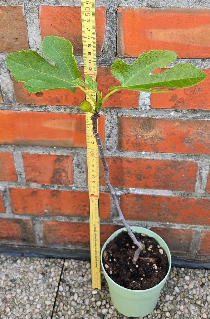 Vijgenboom 'BROWN TURKEY' vijgen boom Ficus Carica 1v3, Tuin en Terras, Ophalen, Lente, Volle zon, In pot