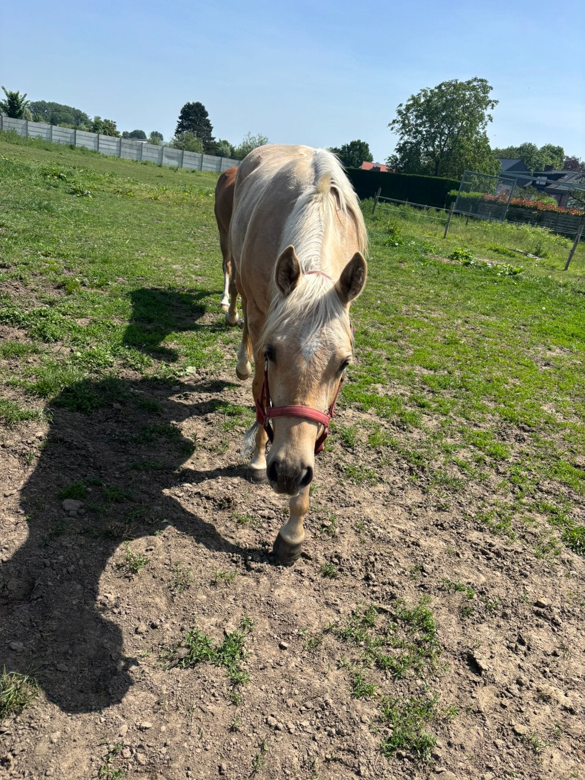 palomino quarter merrie, Animaux & Accessoires, Chevaux, Vermifugé, Moins de 160 cm, Cheval western, Ne s'applique pas