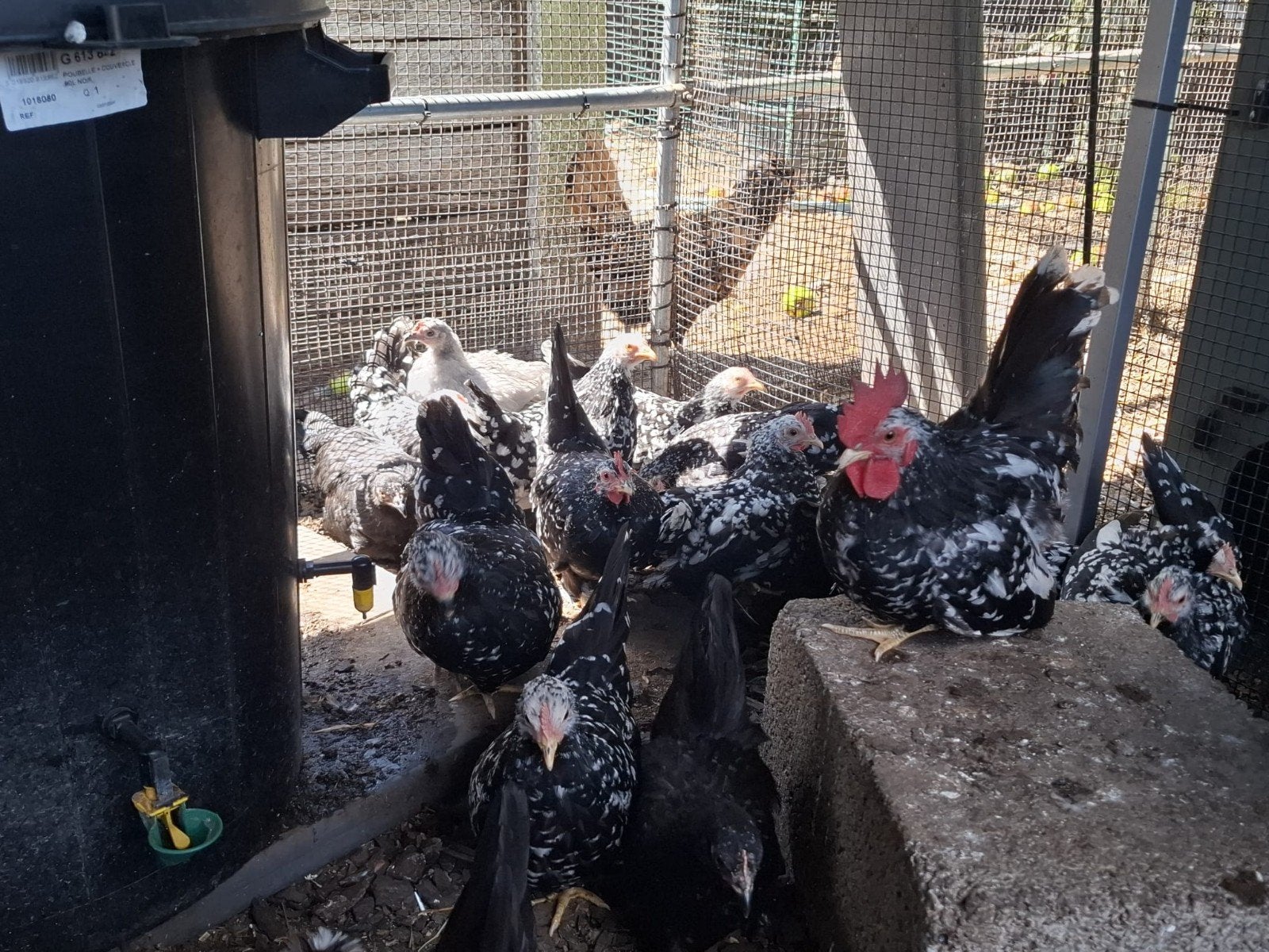 Chabo zwart en zwart wit gepareld, Dieren en Toebehoren, Pluimvee