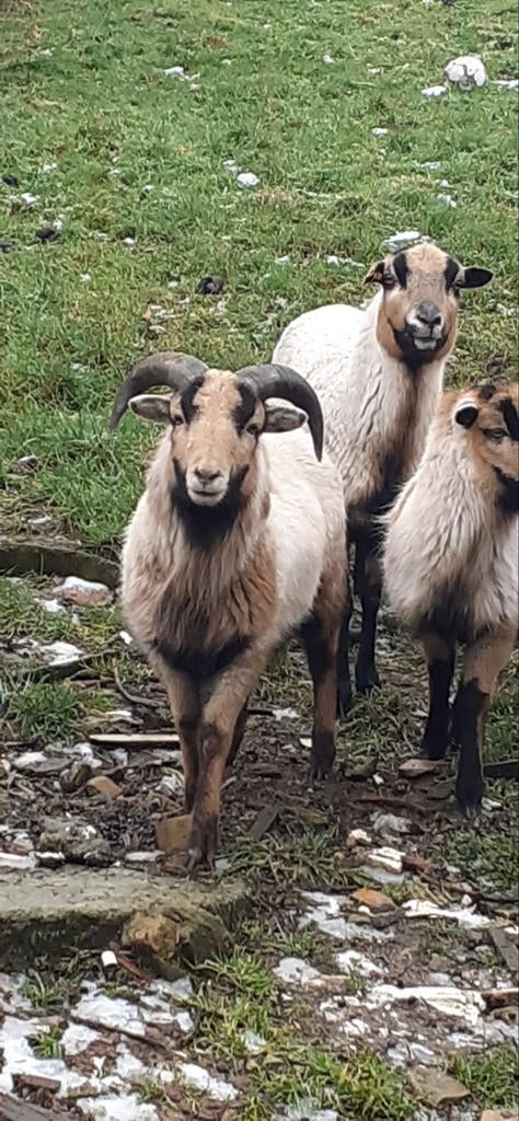 Kameroen schapen, Dieren en Toebehoren
