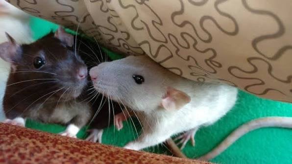 4 tamme ratjes, Animaux & Accessoires, Rongeurs, Rat, Domestique, Avril, Plusieurs animaux