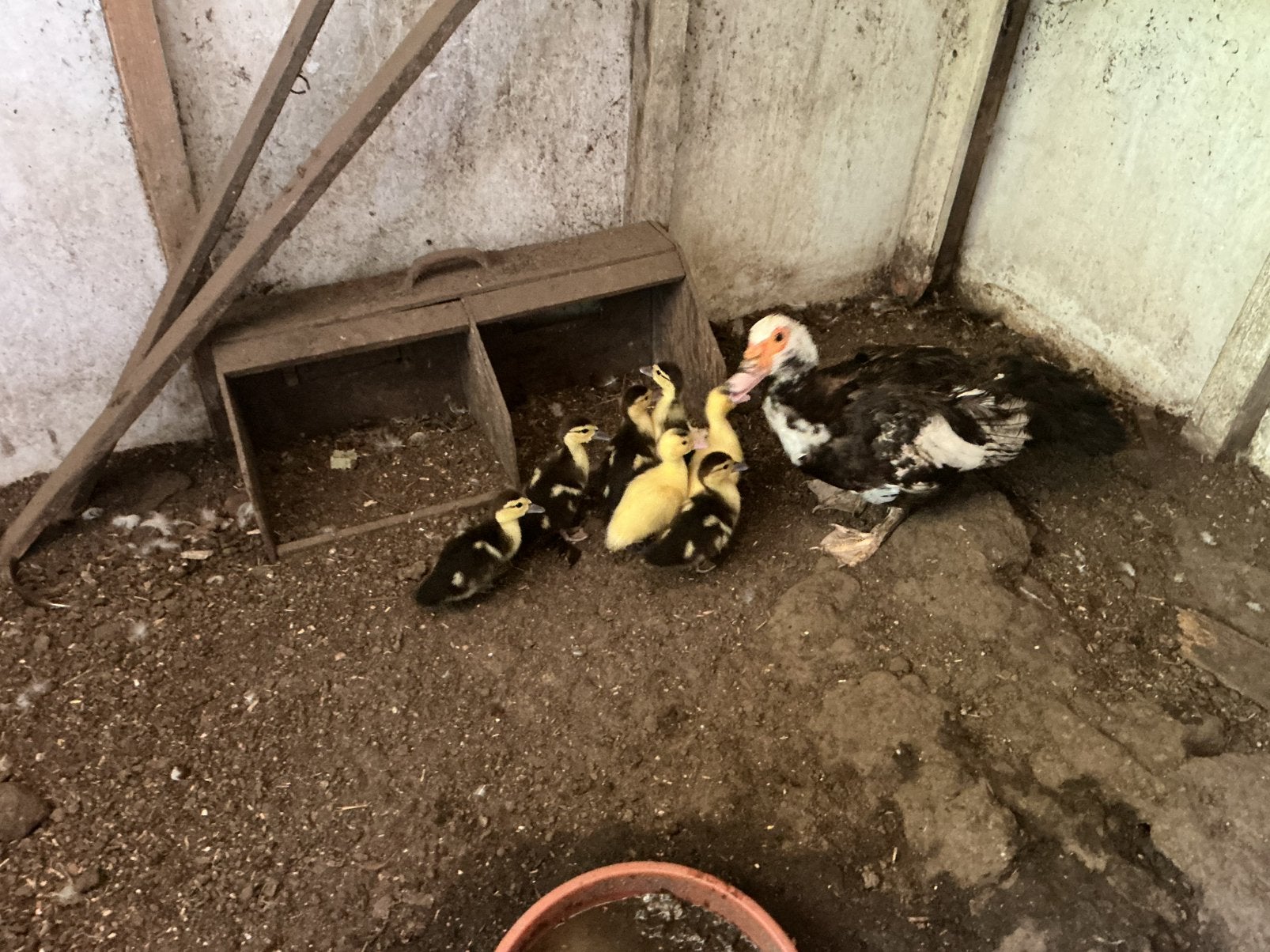 7 barberie kuikens voor 20€, Dieren en Toebehoren, Pluimvee, Eend