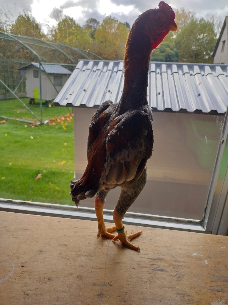 ko shamo, Dieren en Toebehoren, Meerdere dieren, Kip
