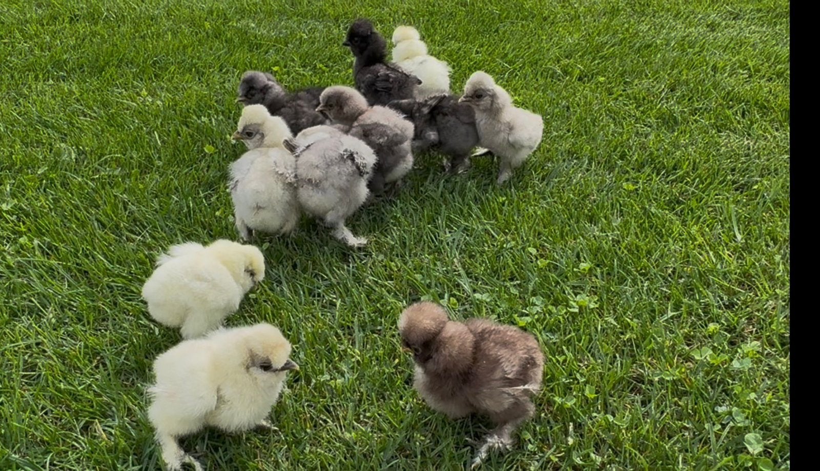 Zijdehoen kuikens usa, Sexe inconnu, Poule ou poulet