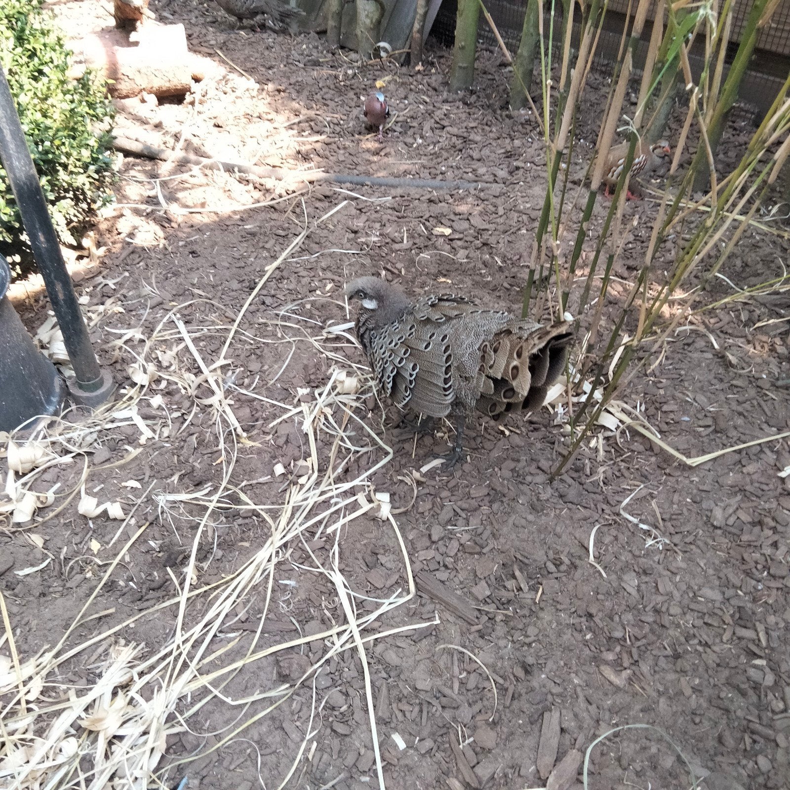 pluimvee, Dieren en Toebehoren, Pluimvee, Meerdere dieren
