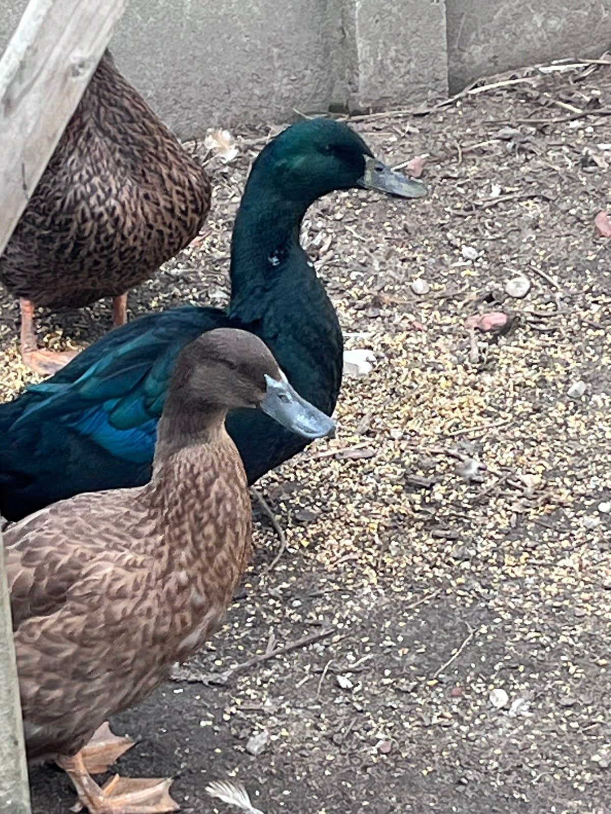 Koppel eenden…, Dieren en Toebehoren