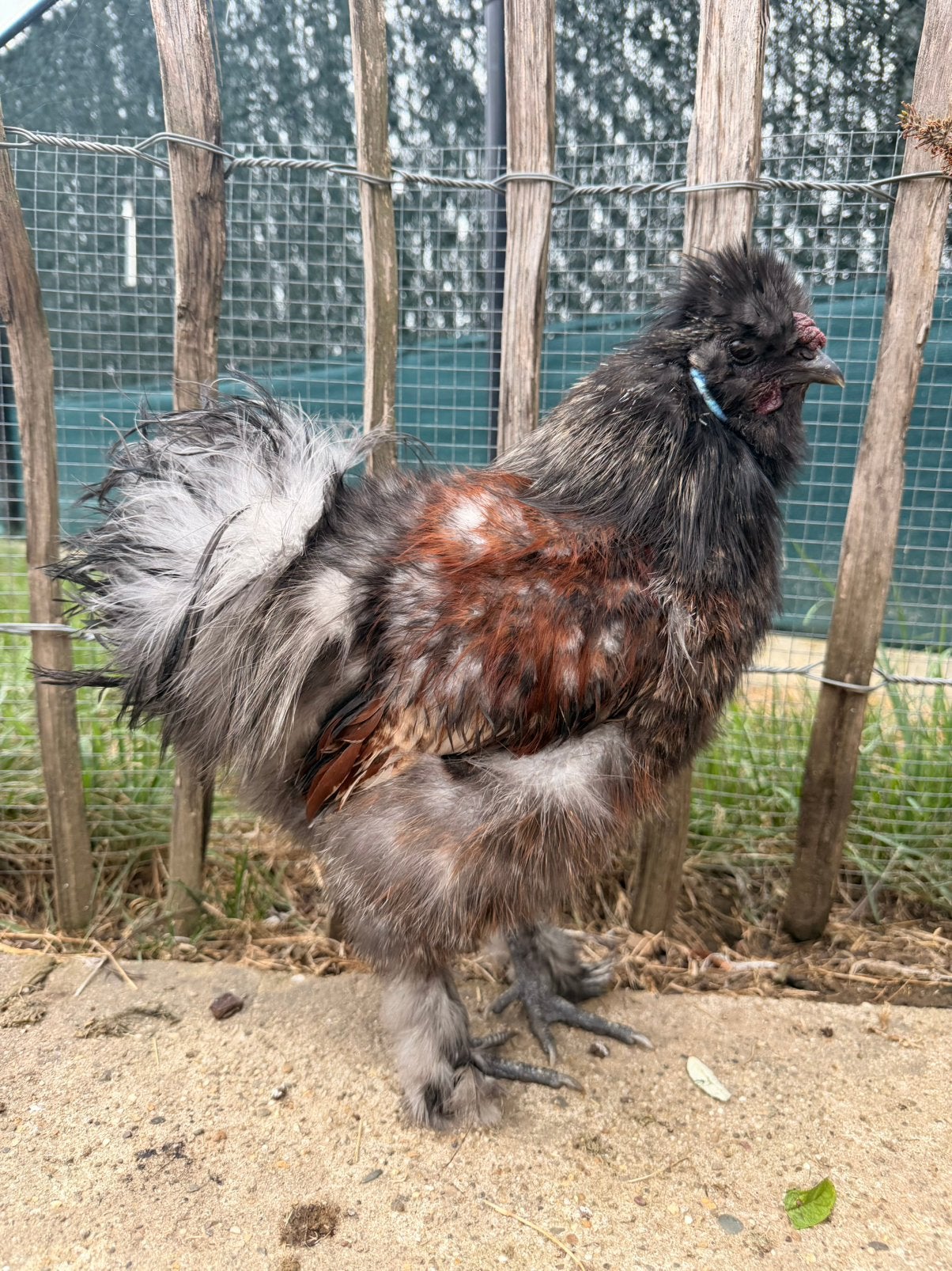 Zijdehoen haantje zoekt nieuwe thuis, Dieren en Toebehoren, Mannelijk, Kip