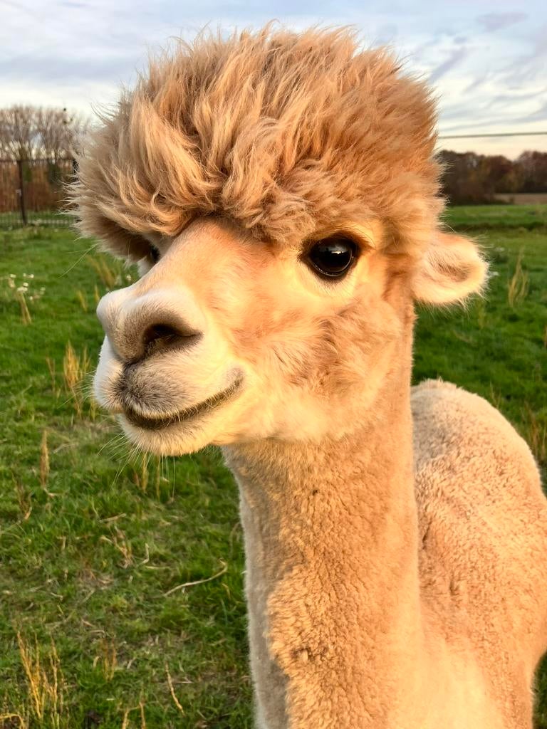 alpaca dekhengst, Juin, Mâle