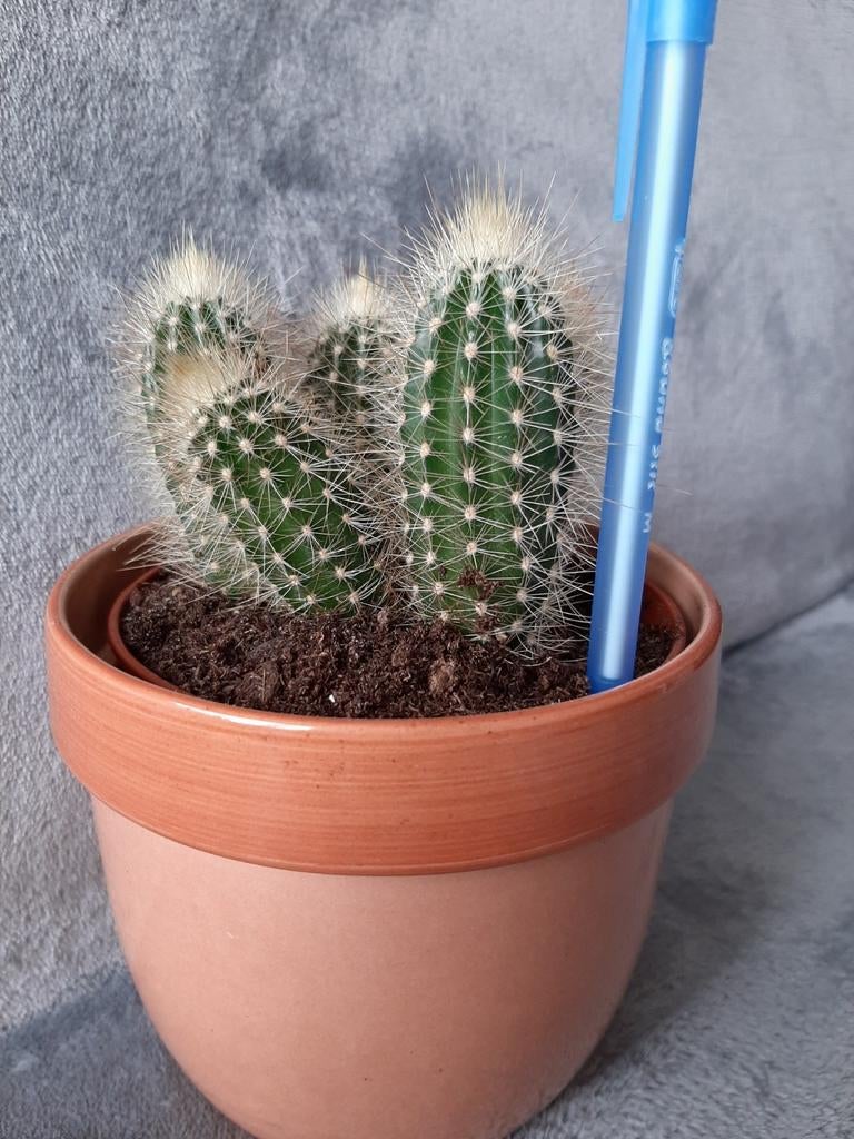 Cactus (sans le cache pot), Enlèvement ou Envoi, Cactus