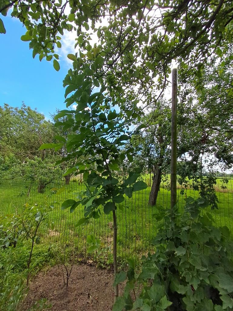 Mooie notenbomen in volle grond., Tuin en Terras, Ophalen