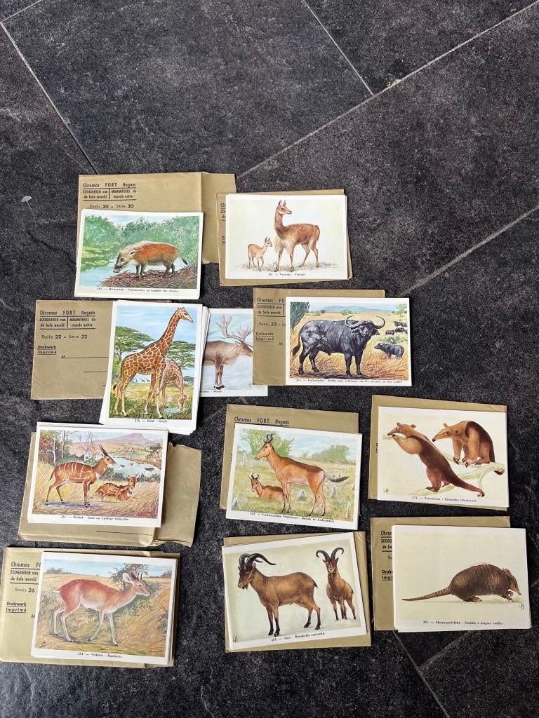 105 chromo's Fort Itegem - zoogdieren van de hele wereld, Verzamelen, Ophalen of Verzenden