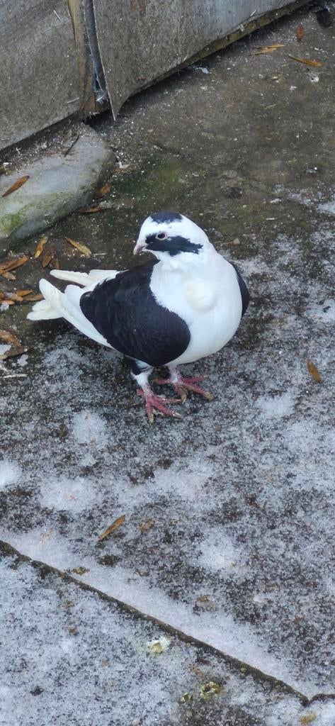 Mooi duiven te koop, Dieren en Toebehoren