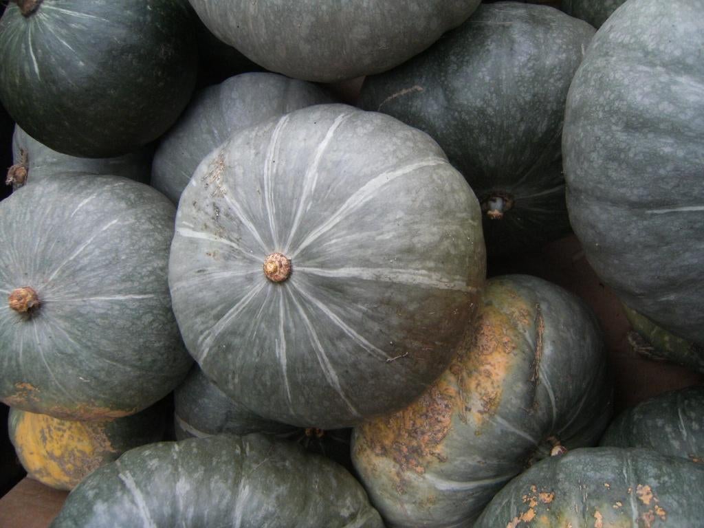 Pompoenen: BIO  Hokkaïdo-pompoen!, Diversen, Ophalen of Verzenden