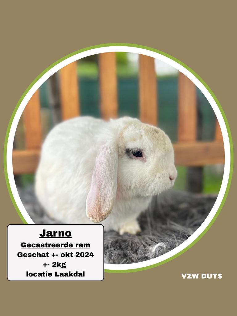Gecastreerde ram ter adoptie vzw duts, Dieren en Toebehoren