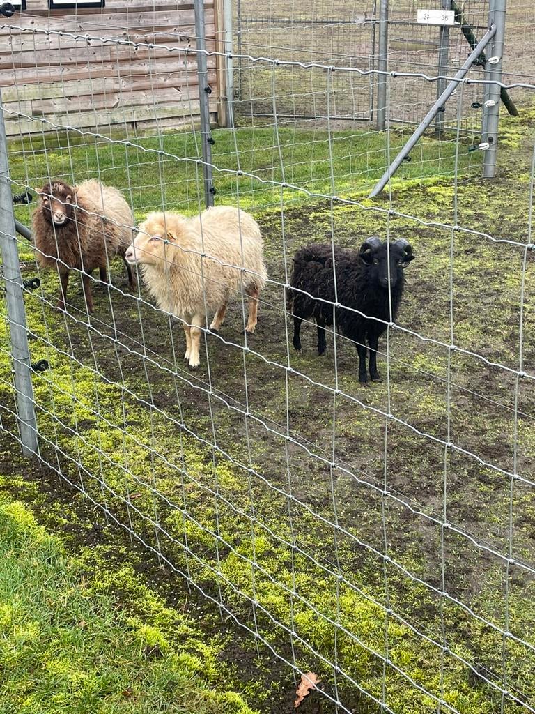 Ouessant schaapjes, Plusieurs animaux, 0 à 2 ans