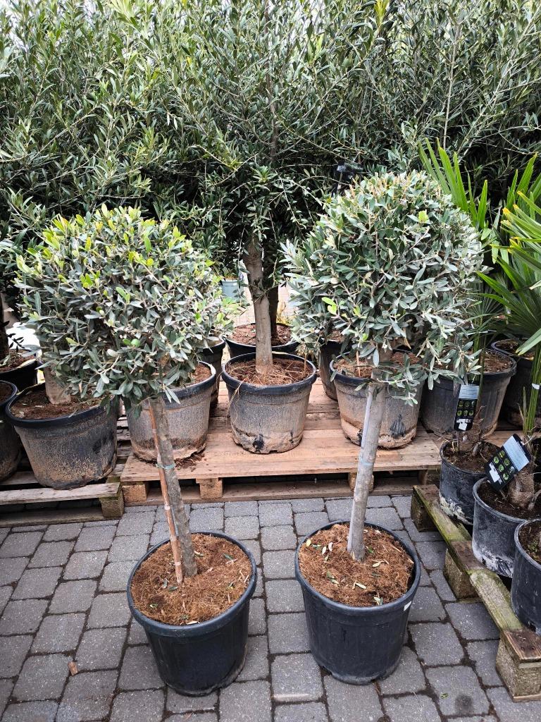 Olijfbomen te koop Olea Europaea, Tuin en Terras, Lente, 100 tot 250 cm, Olijfboom, Ophalen