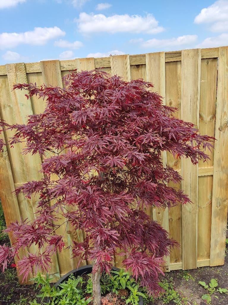 Japanse Esdoorn – Sierlijke Blikvanger voor de Tuin, Tuin en Terras, Ophalen of Verzenden