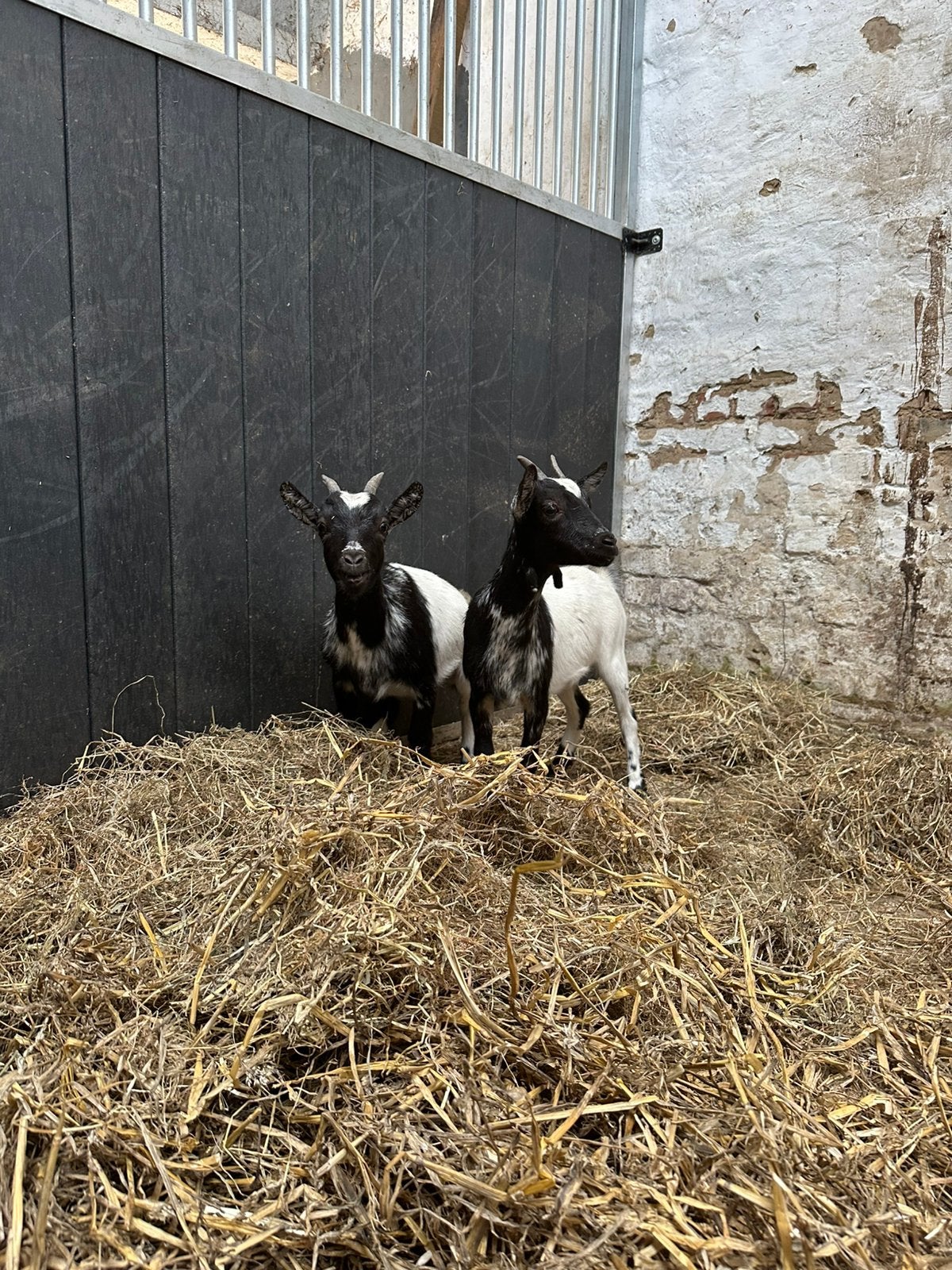 2 geitjes, Dieren en Toebehoren
