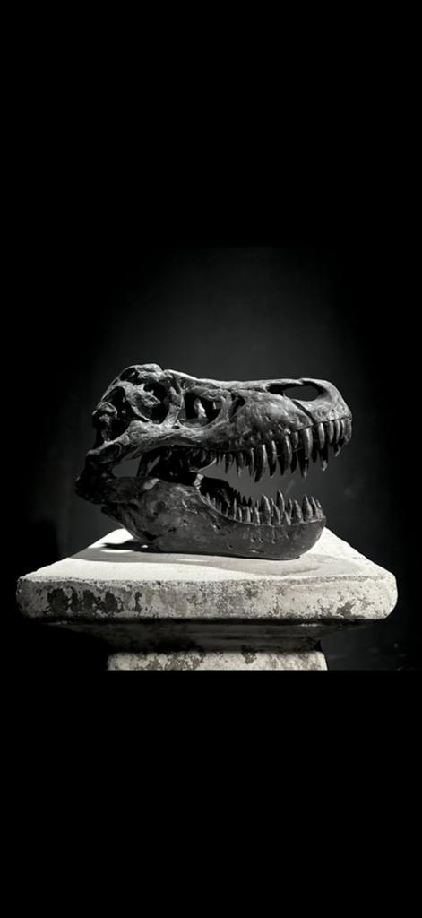 Réplique détaillée du crâne de T-Rex, Collections, Statues & Figurines, Comme neuf, Enlèvement ou Envoi