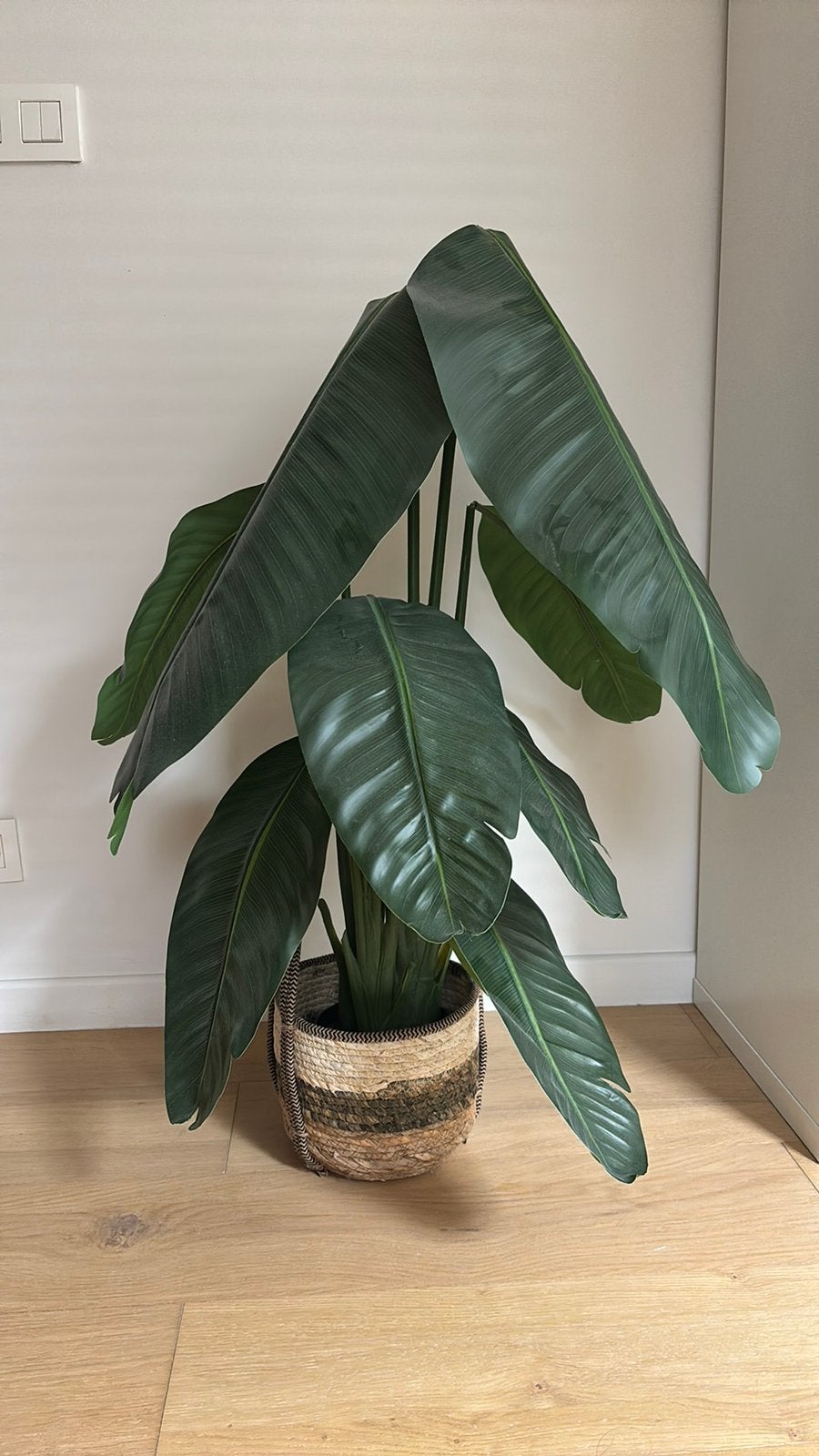 Kunst bananenplant, Ophalen
