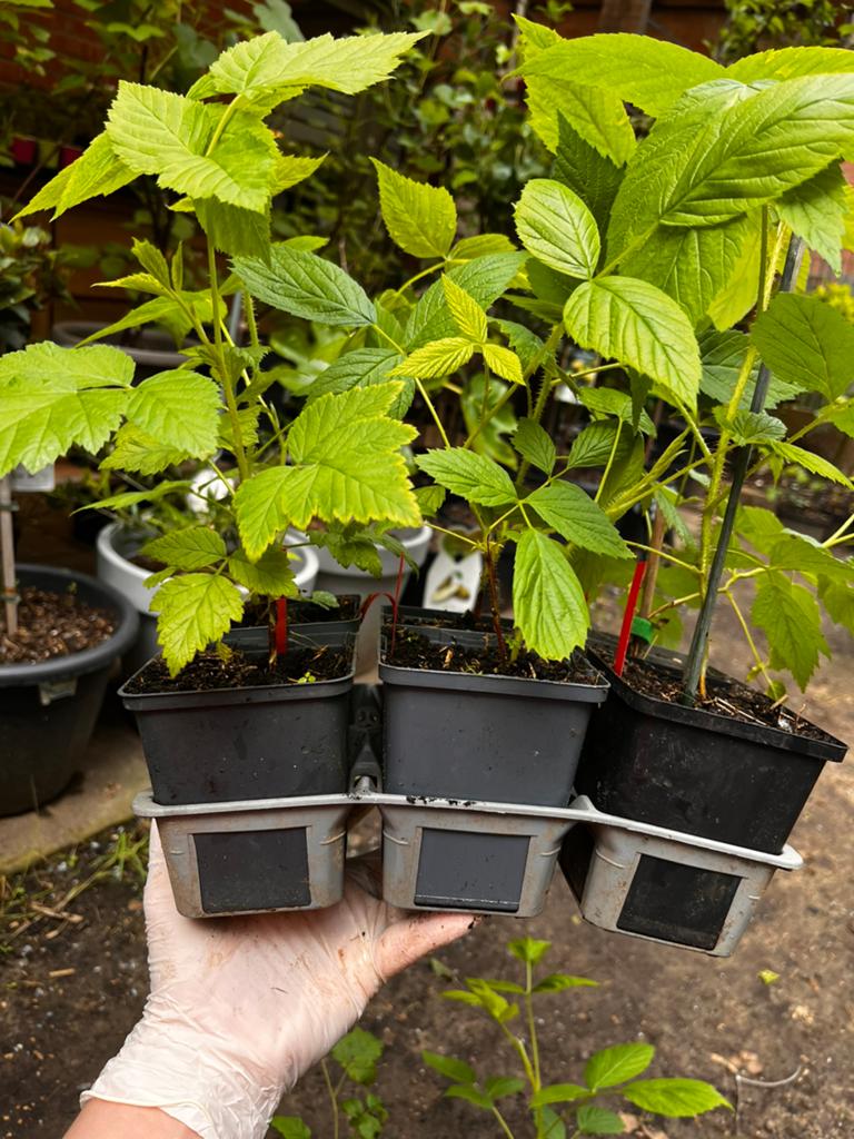 15 Gezonde Frambozenplanten – Sterk geworteld – €30, Tuin en Terras, Planten | Fruitbomen, Ophalen of Verzenden, In pot